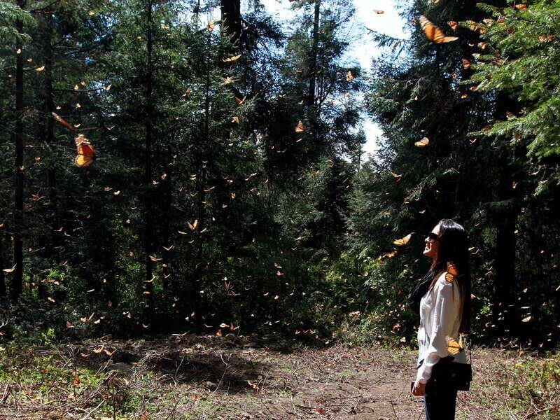 From Mexico City: 7-Day Monarch Butterfly Tour - Key highlights you’ll feel right away