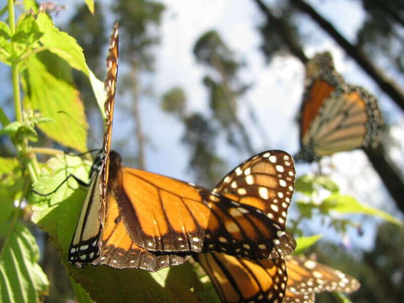 From Mexico City: 7-Day Monarch Butterfly Tour - Included vs. not included: plan meals and personal costs early