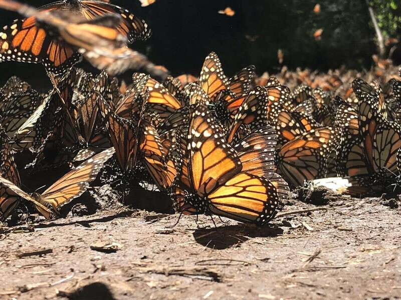 From Mexico City: 7-Day Monarch Butterfly Tour - Capulin Sanctuary and Los Tres Gobernadores: where the scenery changes