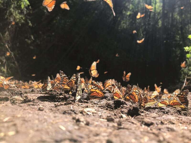 From Mexico City: 7-Day Monarch Butterfly Tour - Valle de Bravo free day: use it for lake time, not stress