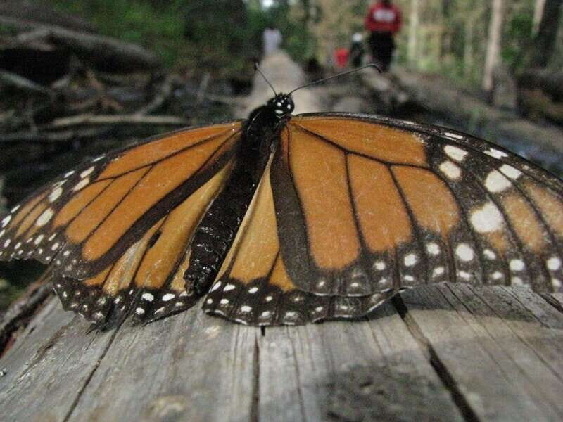 From Mexico City: 7-Day Monarch Butterfly Tour - Back to Mexico City: a smooth wrap-up with less last-minute fuss