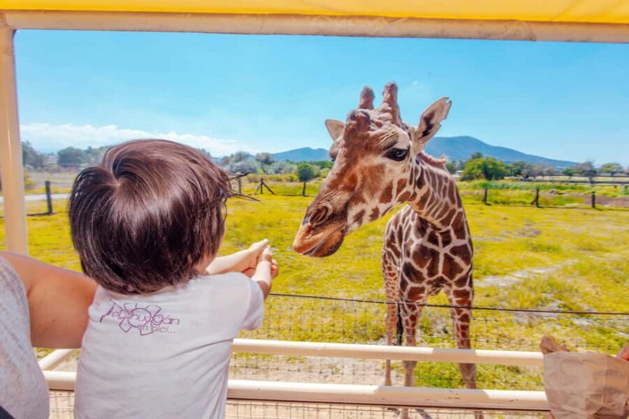 From Mexico City: Teotihuacan Tour & Reino Animal For Kids - Teotihuacan walkthrough: pyramids, stories, and real walking