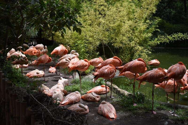 From Puebla: Africam Safari Private Tour all included - Key Points You’ll Care About