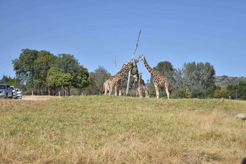 From Puebla: Africam Safari Private Tour all included - Puebla Pickup Makes the Day Feel Easy