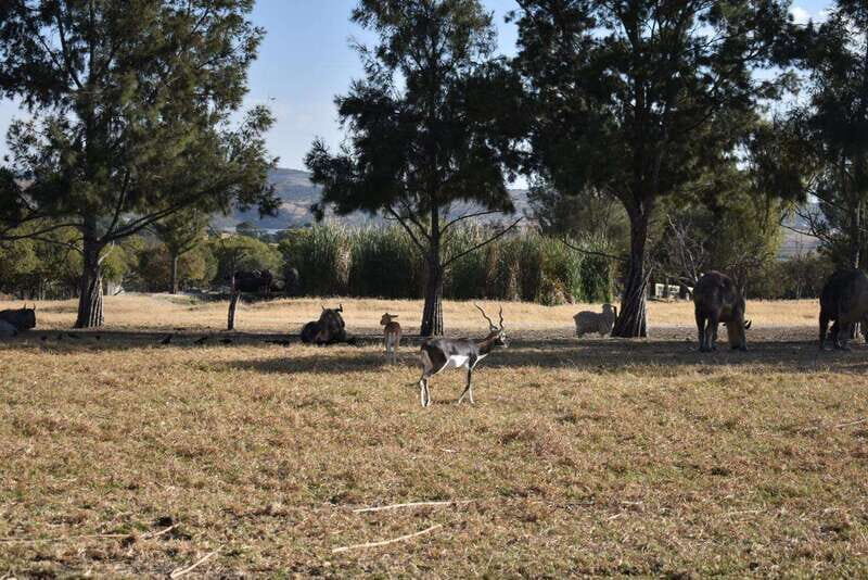 From Puebla: Africam Safari Private Tour all included - Lions, Chimpanzees, and Hippos: The Strongest Middle Chunk