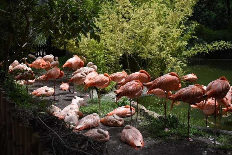 From Puebla: Africam Safari Private Tour all included - Souvenir Stops and the Kilimanjaro Restaurant Pause