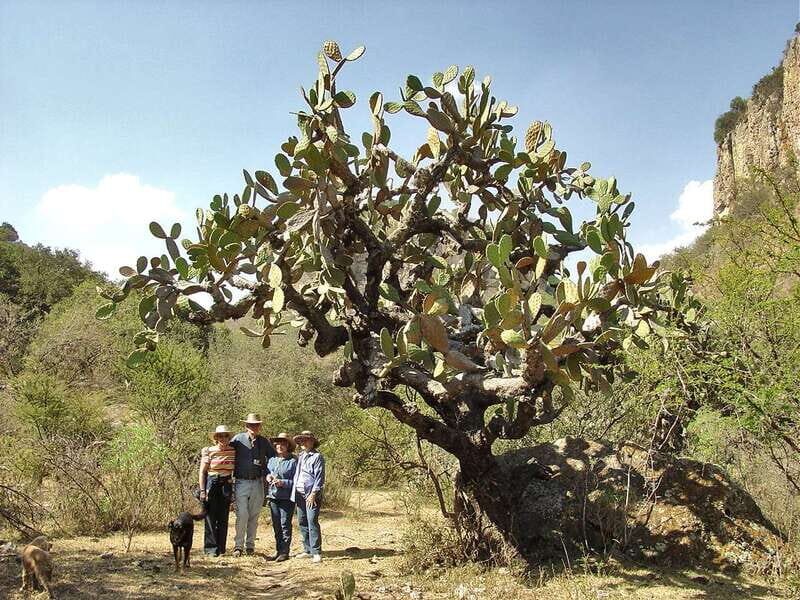 From San Miguel de Allende: Hiking in the Canyon with Lunch - Key Things I’d Highlight Before You Go