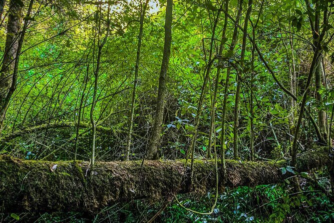 Full Day Bromeliad Forest Tour from Oaxaca - Key things to know before you go