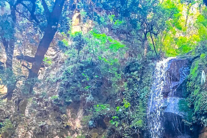 Full Day Bromeliad Forest Tour from Oaxaca - Bromeliad Forest Day: What You’re Actually Paying For