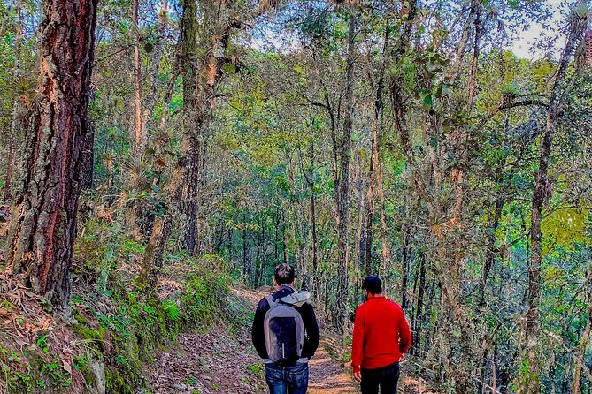 Full Day Bromeliad Forest Tour from Oaxaca - Stop 2: Ixtlán’s Crystal Viewpoint in a Protected Forest