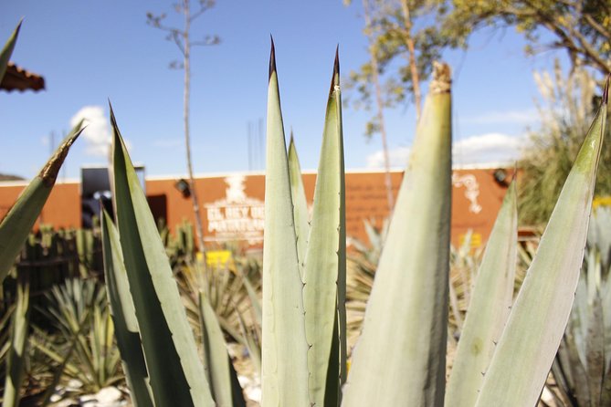full day tour : Boil the water, Teotitlan, Mezcal, tule and Mitla - Entering a full-day Oaxaca “best-of” route