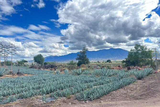 FULL Oaxaca Experience (Small Groups) - Stop 2: Mezcal Casa Chagoya—Process First, Then Tasting