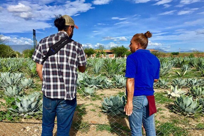 Gastronomy Experience, Culture Mezcal,Tasting & Textiles. Private Tour. - Tule Tree and San Jerónimo Tlacochahuaya: nature plus Indigenous and Christian art