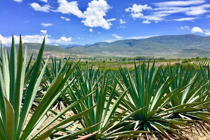 Gastronomy Experience, Culture Mezcal,Tasting & Textiles. Private Tour. - Price and logistics: is $699 worth it for this private format?