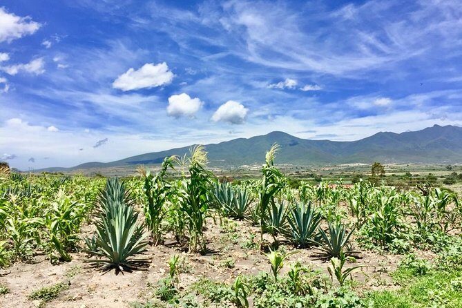 Gastronomy Experience, Culture Mezcal,Tasting & Textiles. Private Tour. - Santiago Matatlán chef lunch: a seasonal 4-course meal with international flair