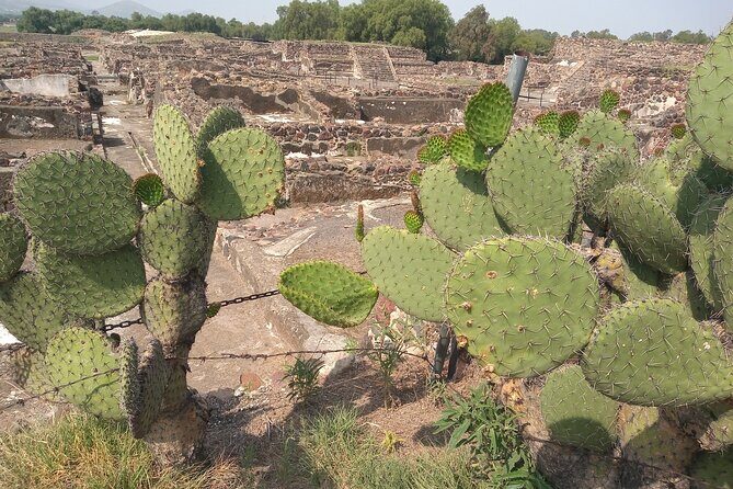 Guided Walking Tour to the Archaeological Zone of Teotihuacán - Should You Book This Guided Teotihuacán Walk?