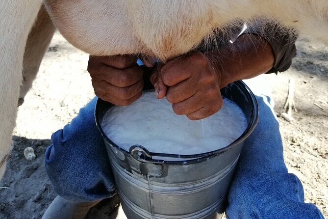 Half Day Excursion - Horseback Riding Adventure in SMA - Two start times: choosing 9:00 am vs 3:30 pm