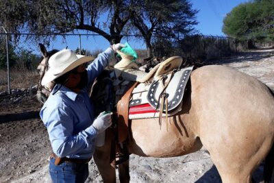 Half Day Trail Riding in San Miguel de Allende - Meet your guide team and learn the horse basics