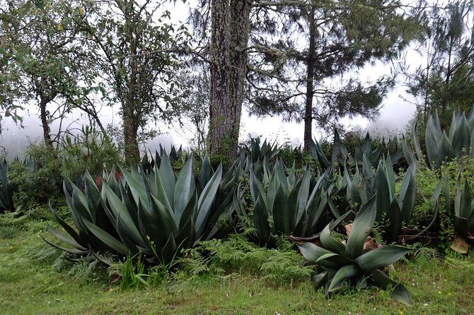 Hike el Camino Real, Latuvi – Lachatao - Food and comfort: what to plan for on a long 15-hour day