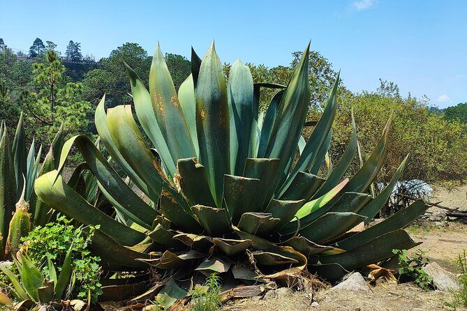 Hike in the Sierra Norte, Cuajimoloyas - Who this hike is best for (and who should choose a different day)