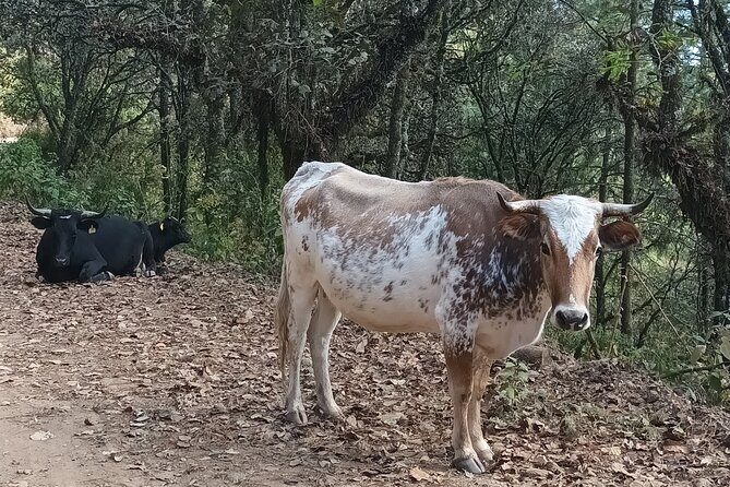 Hiking in Sierra Norte the most spectacular trails in Oaxaca - What you get for the price: $53.73 for a mountain day done right