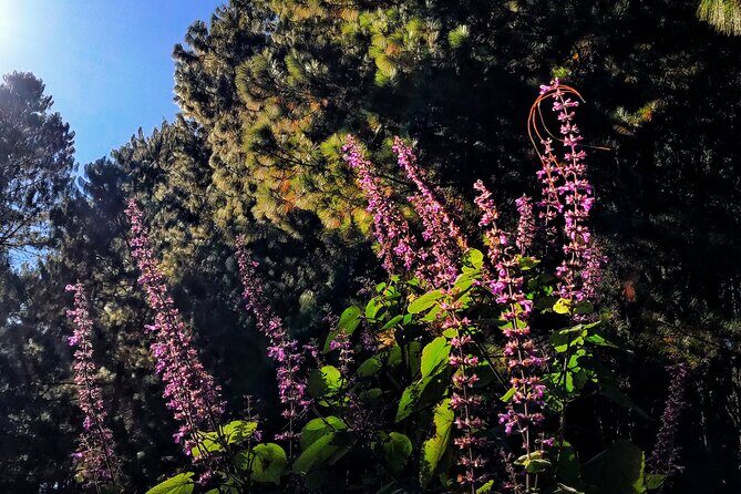 Hiking in the Sierra Norte of Oaxaca - Altitude and weather: pack smart for Sierra Norte days