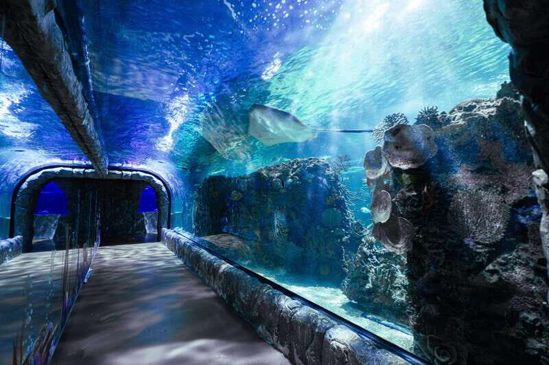 Inbursa Aquarium Entry Ticket with VR Option - Priority entrance at Acuario Inbursa: what you’re really buying