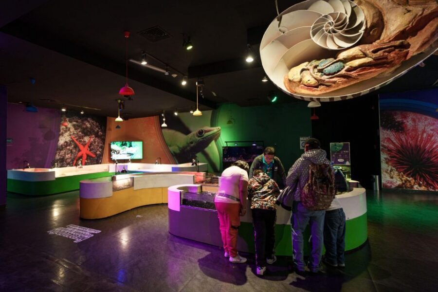 Inbursa Aquarium Entry Ticket with VR Option - Optional VR experience: sharks and rays, safely on land