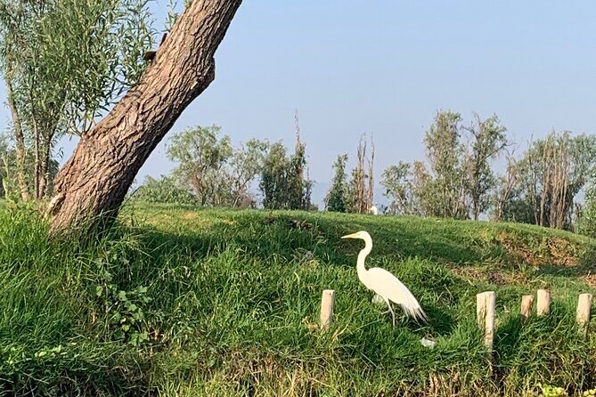 Kayak tour in Xochimilco - Stop 2: watching trajineras pass through Xochimilco