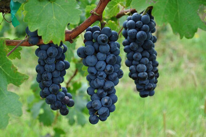 Local Vineyard Tour & Wine Tasting at the Independence Valley - The one-hour free time: restaurant, exploring, or just taking in the views