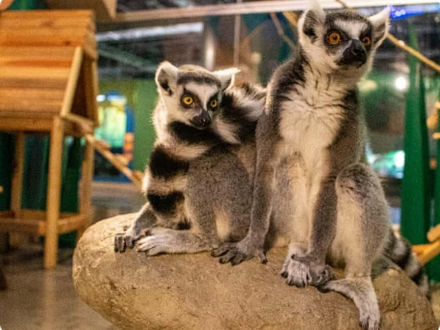 Mexico City: Entry Ticket to Acuario Michin - Key highlights you’ll feel right away