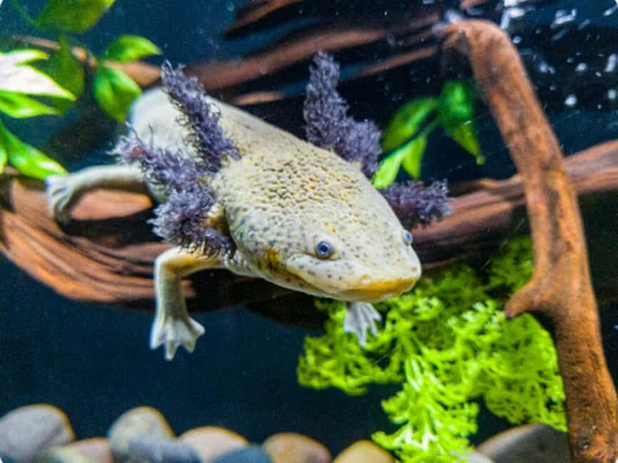 Mexico City: Entry Ticket to Acuario Michin - Acuario Michin at Parque Tepeyac: what to expect from this 1-day visit