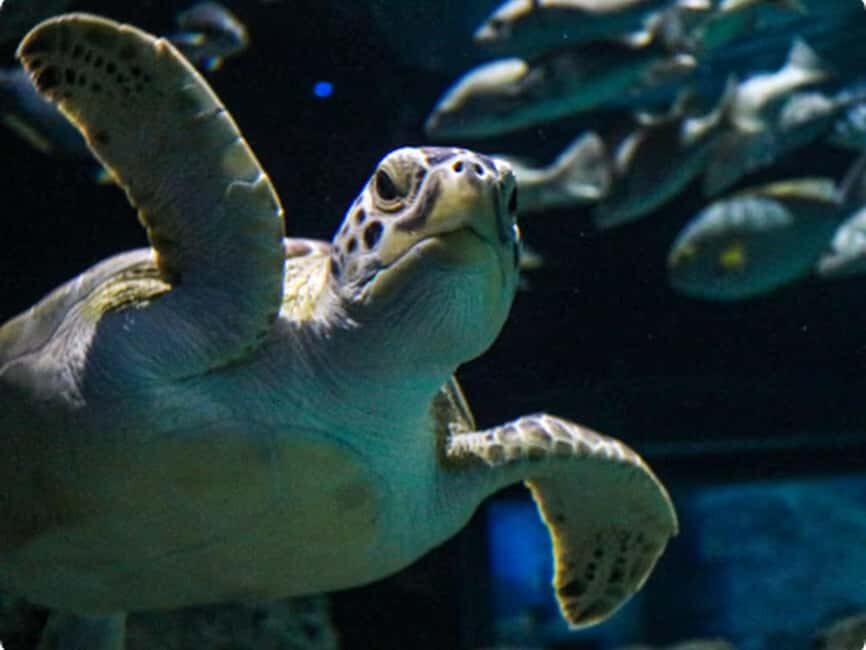 Mexico City: Entry Ticket to Acuario Michin - Enter the exhibits: marine and freshwater life in one route