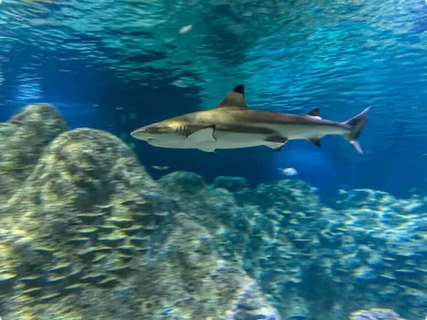Mexico City: Entry Ticket to Acuario Michin - Practical rules you must follow (so you don’t lose time)