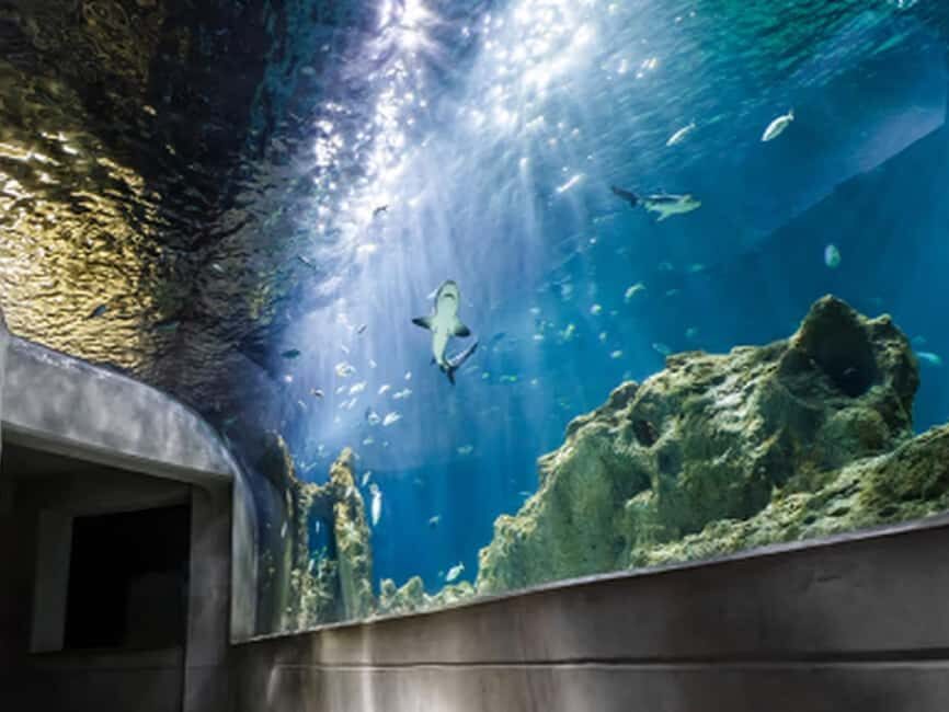 Mexico City: Entry Ticket to Acuario Michin - Ticket value and what’s included (and what isn’t)