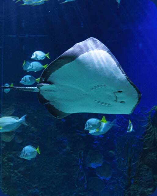 Mexico City: Fast Pass Ticket to Acuarium Inbursa - Your self-guided itinerary for a 1-day visit