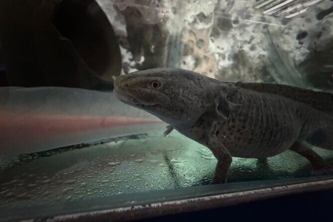 Mexico City Get to know Xochimilco and the axolotl sanctuary - Alan and Adrian: the kind of guide who makes short time count