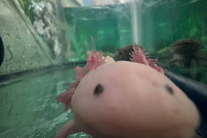 Mexico City Get to know Xochimilco and the axolotl sanctuary - Boat, drinks, and snacks: what to expect (and what to plan for)