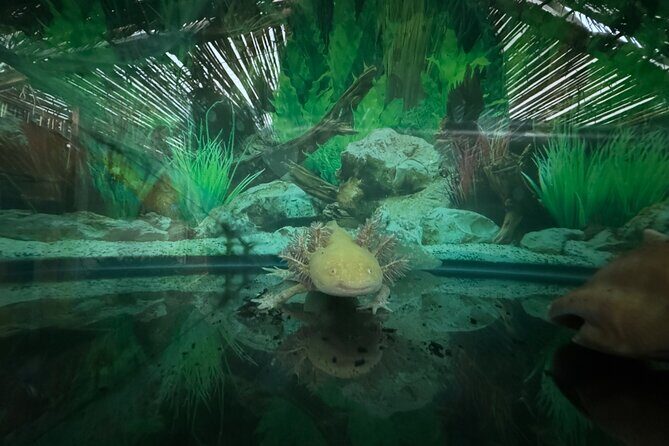 Mexico City Get to know Xochimilco and the axolotl sanctuary - Price and value: how $110.45 makes sense for what you get