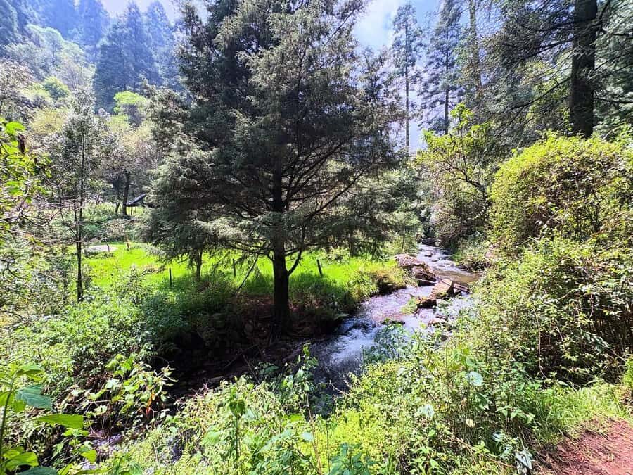 Mexico City: Guided Hike in the Dinamos Forest - Key things to know before you go