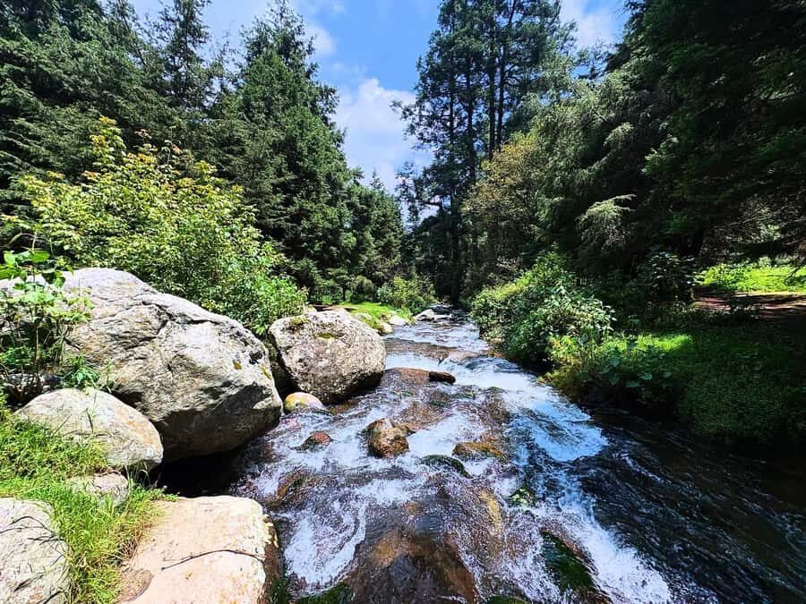 Mexico City: Guided Hike in the Dinamos Forest - Dinamos Forest: A rare nature escape close to Mexico City