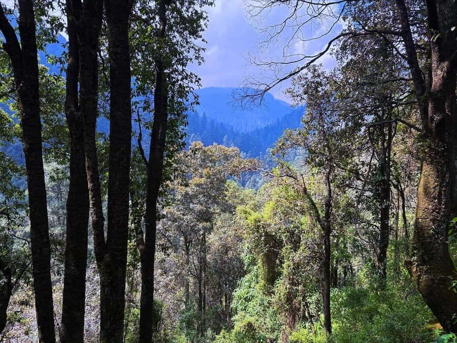 Mexico City: Guided Hike in the Dinamos Forest - Oyamel forest time: plants, color, and the endemic tree stop