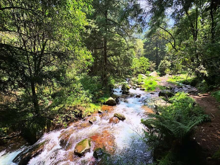 Mexico City: Guided Hike in the Dinamos Forest - How the 5-hour hike usually feels: beginner-friendly, but active