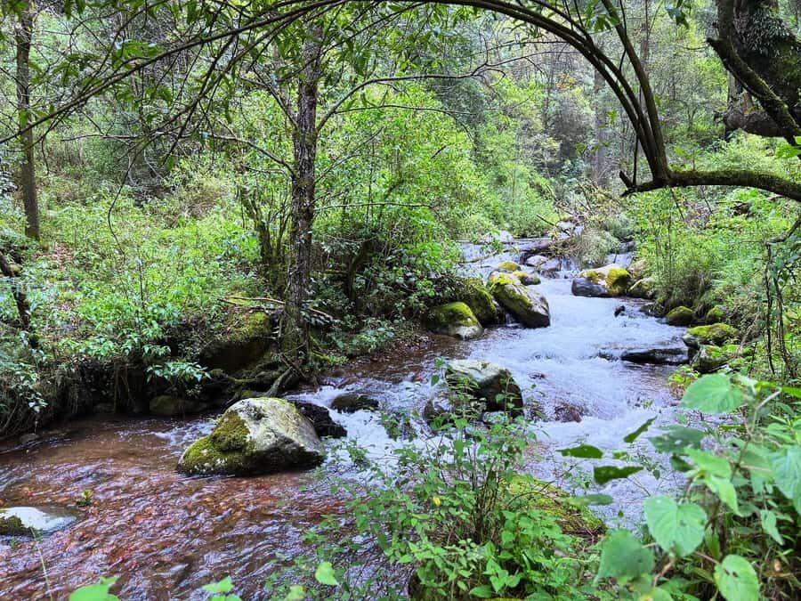 Mexico City: Guided Hike in the Dinamos Forest - FAQ