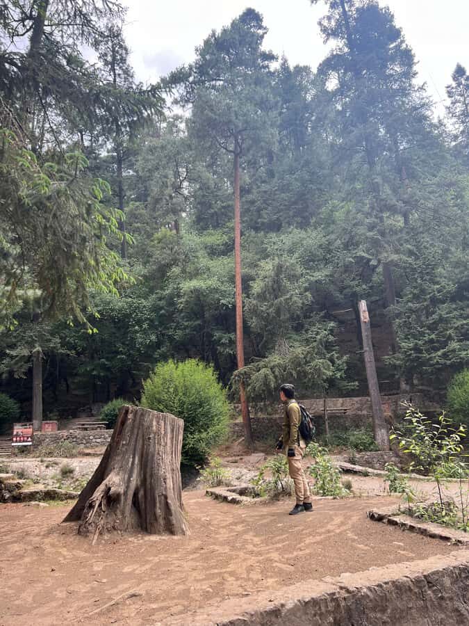 Mexico city: Hiking tour to Desierto de los leones - What Makes This Tour Good Value (and Where It’s Not)