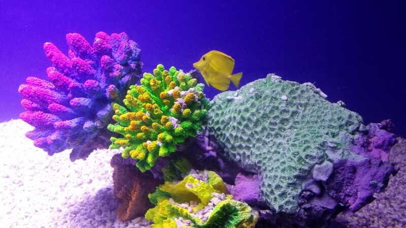 Mexico City: Inbursa Aquarium optional Round trip transfer - Pacing your visit: shopping center, photos, and staying within the flow