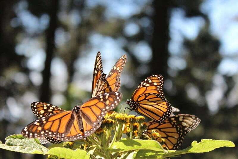 Mexico City: Monarch Butterflies, Sierra Chincua & Angangueo - Key Points to Know Before You Go