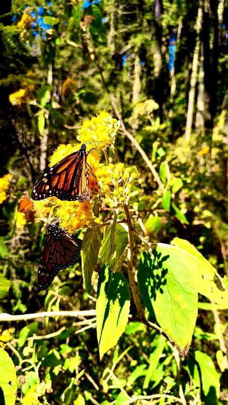 Mexico City: Monarch Butterfly Sanctuary Day Tour - Key highlights worth planning for