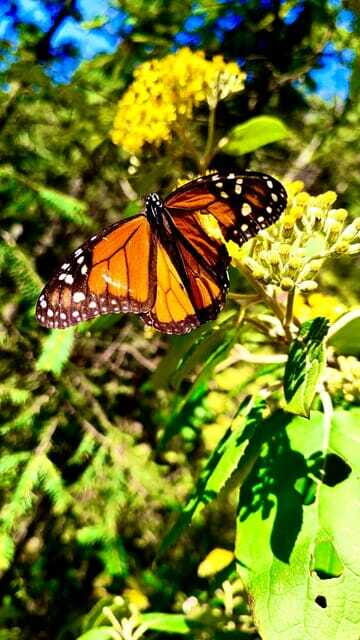 Mexico City: Monarch Butterfly Sanctuary Day Tour - What to bring for comfort: warm clothes, insect repellent, and practical camera planning