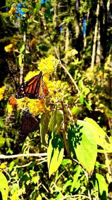 Mexico City: Monarch Butterfly Sanctuary Day Tour - Price and value: what you’re paying for at $262 per person